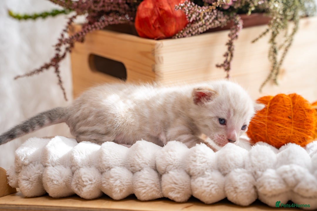 Bengal cats for sale: Pure Snow Bengals-TICA champions pedigree-Stunning - Image 19