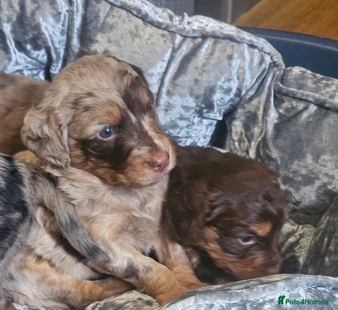 Cockapoo dogs for sale: The best cockapoos  - Image 16