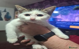 Mixed Breed cats for sale: 5 beautiful kittens  - Image 2