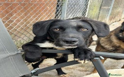 Mixed Breed dogs for adoption: Barney - Norwich norfolk  - Image 33
