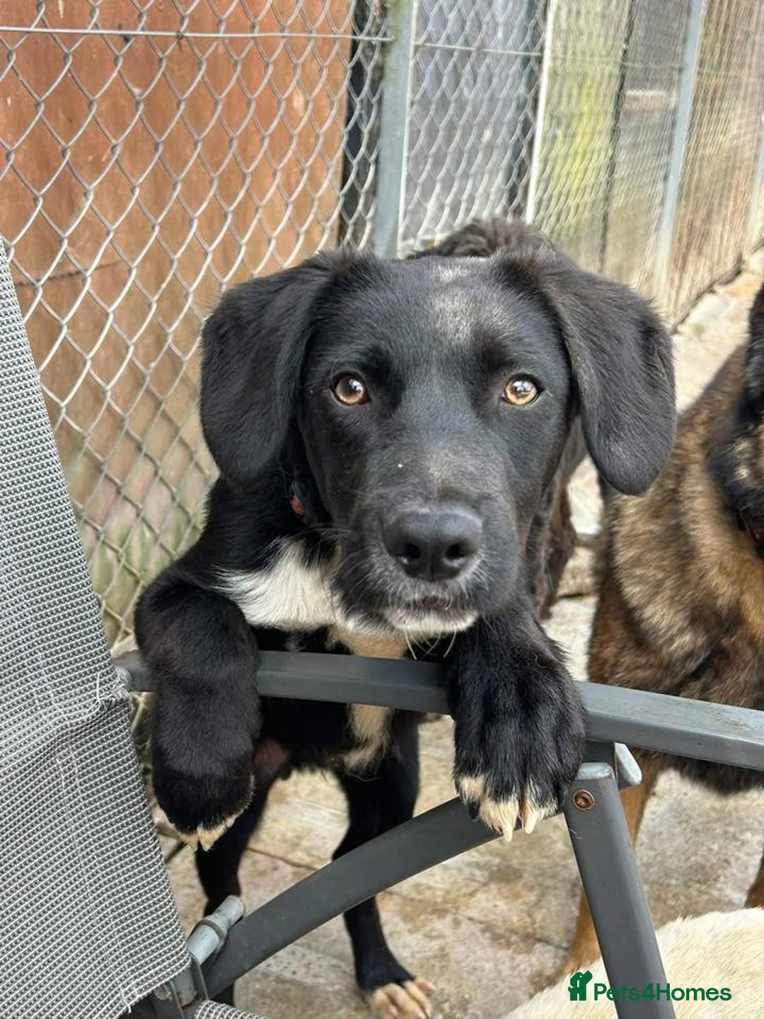 Mixed Breed dogs for adoption: Barney - Norwich norfolk  - Image 33