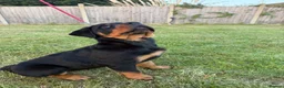 Rottweiler dogs for sale: Beautiful female Rottweiler puppy - Advert 6
