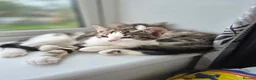 Mixed Breed cats for sale: Kittens available - Advert 7
