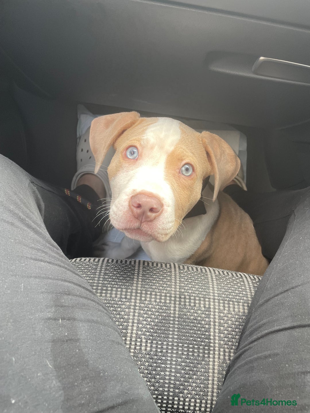 American Bulldog dogs for sale: Beautiful American bulldog boy pup - Image 1