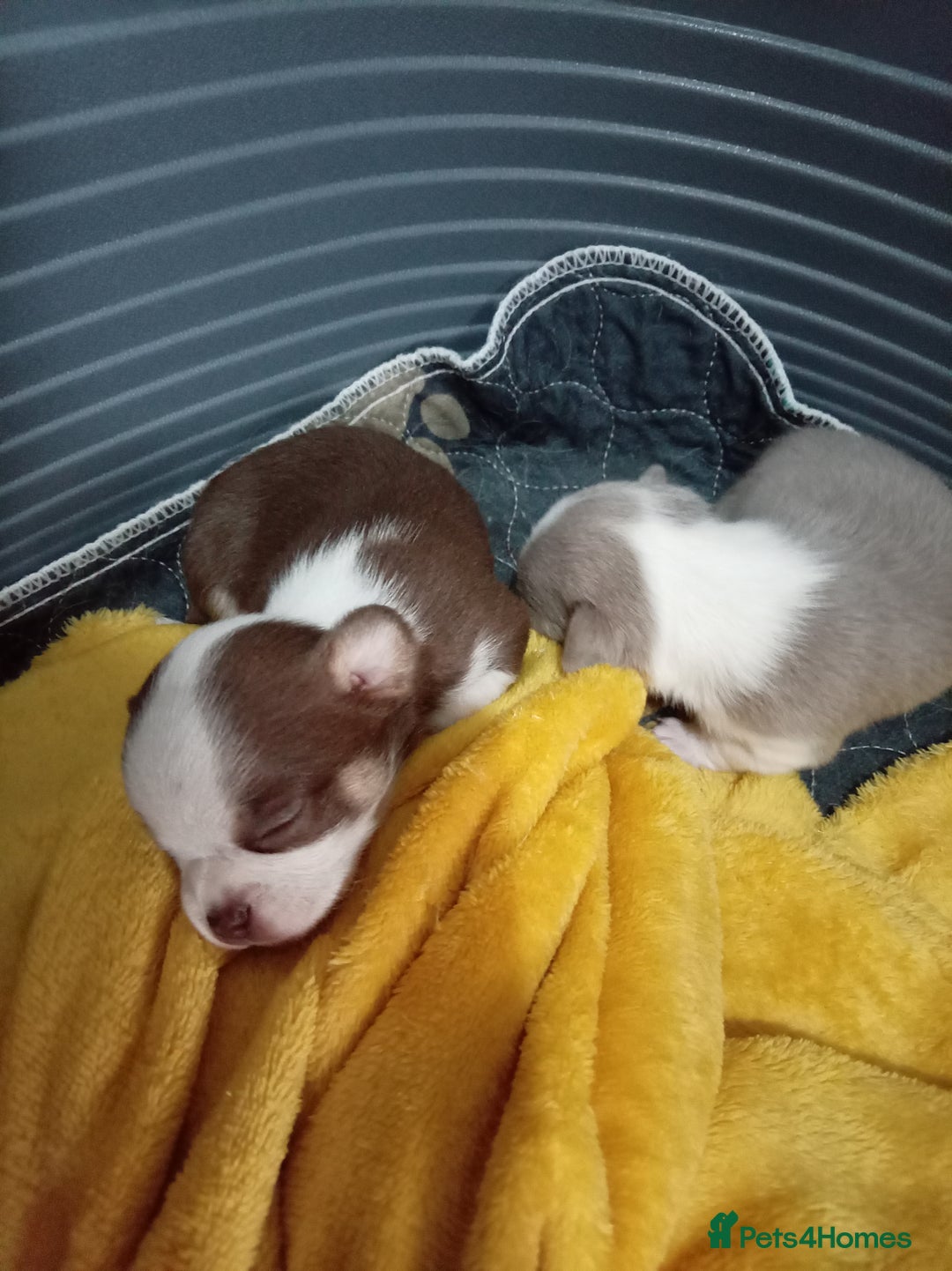 Chihuahua dogs for sale: Chihuahua puppies - Advert 11