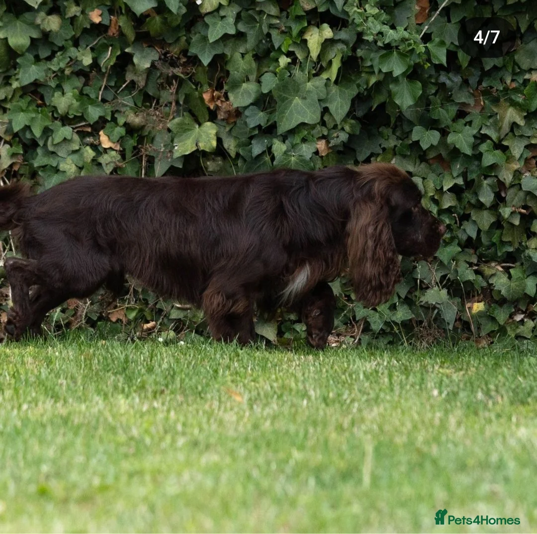 Cocker Spaniel dogs for stud: Fully Health Tested Working Cocker  in Maidstone - Advert 8