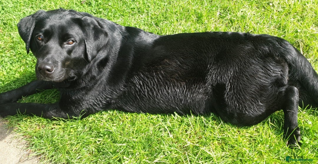 Labrador Retriever dogs for sale: Healthy Labrador Puppies Looking for Forever Homes - Advert 3