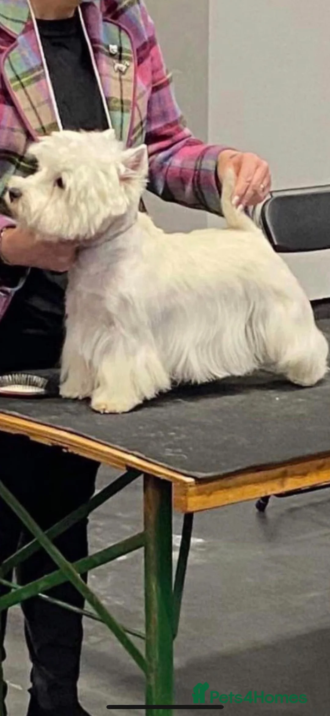 West Highland Terrier dogs for sale: Beautifully bred West Highland Terriers - Advert 16