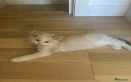 Ragdoll cats for sale: *REDUCED* ready to leave ragdoll kittens - Image 13
