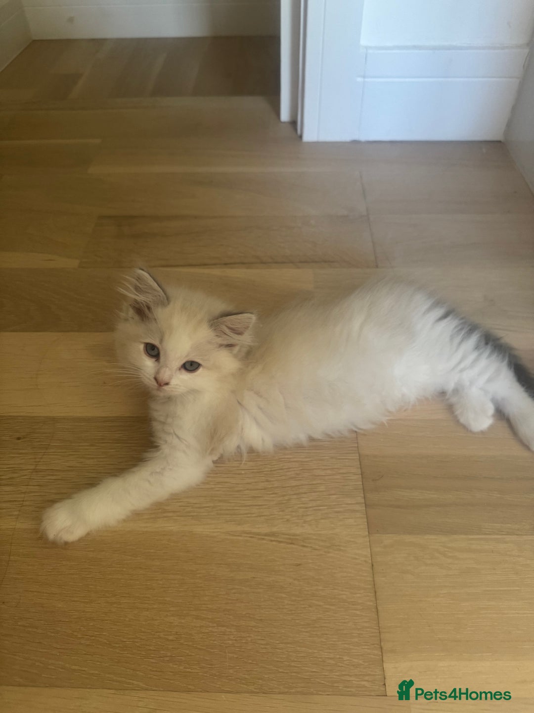 Ragdoll cats for sale: *REDUCED* ready to leave ragdoll kittens - Image 13