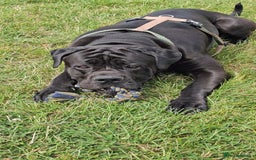Cane Corso dogs for sale: Cane corso - Image 1