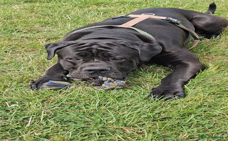 Cane Corso dogs - Advert 3