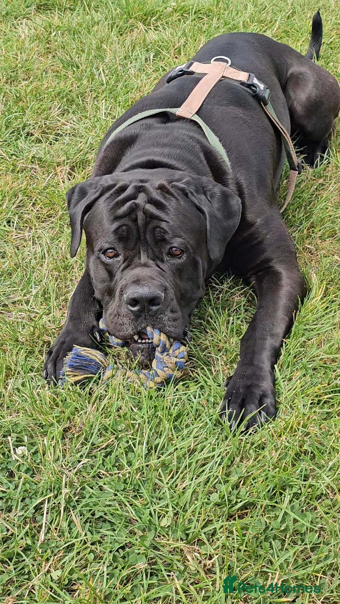 Cane Corso dogs for sale: Cane corso - Image 1