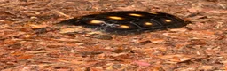 Tortoise reptiles for sale: Red foot tortoise  - Advert 14