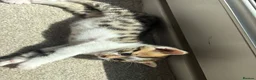 Bengal cats for sale: Beautiful Bengal mixed kitten🐆ready now!  - Advert 8