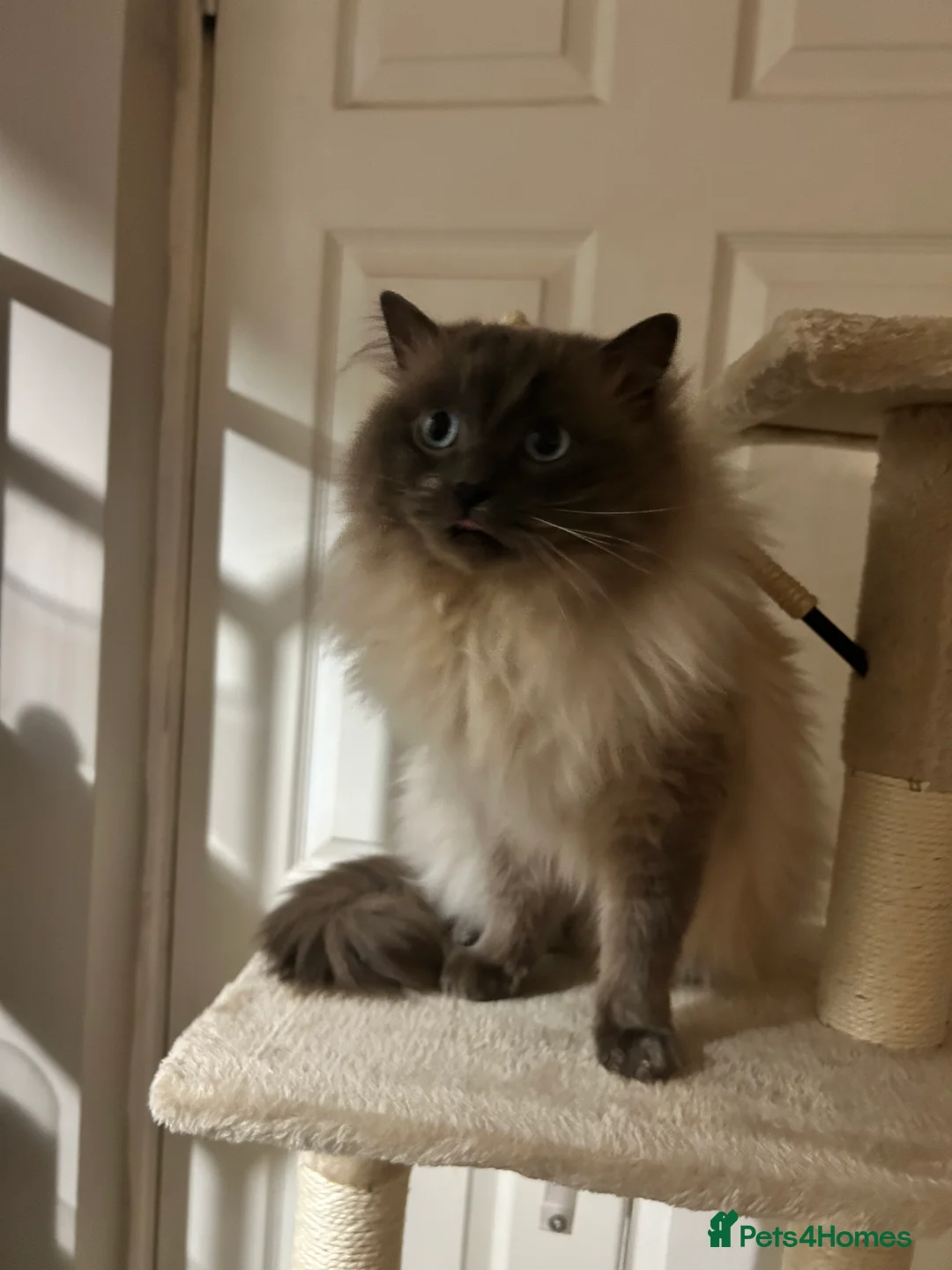 Ragdoll cats for sale: Ragdoll cat age 2 in Glasgow - Advert 1