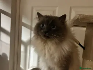 Ragdoll cats Ragdoll cat age 2 - Advert 1