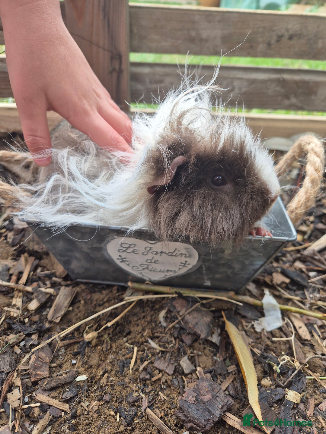 Guinea Pig rodents for sale: Lunkarya boar - Image 7