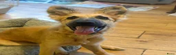 German Shepherd dogs for sale: Beautiful fawn gsd puppy  - Advert 1