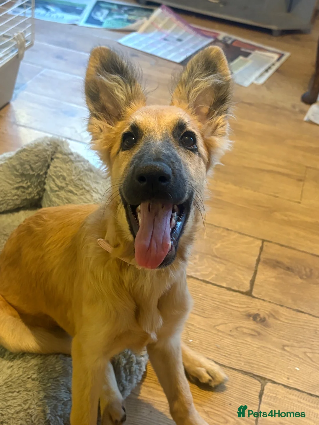 German Shepherd dogs for sale: Beautiful fawn gsd puppy  - Advert 1