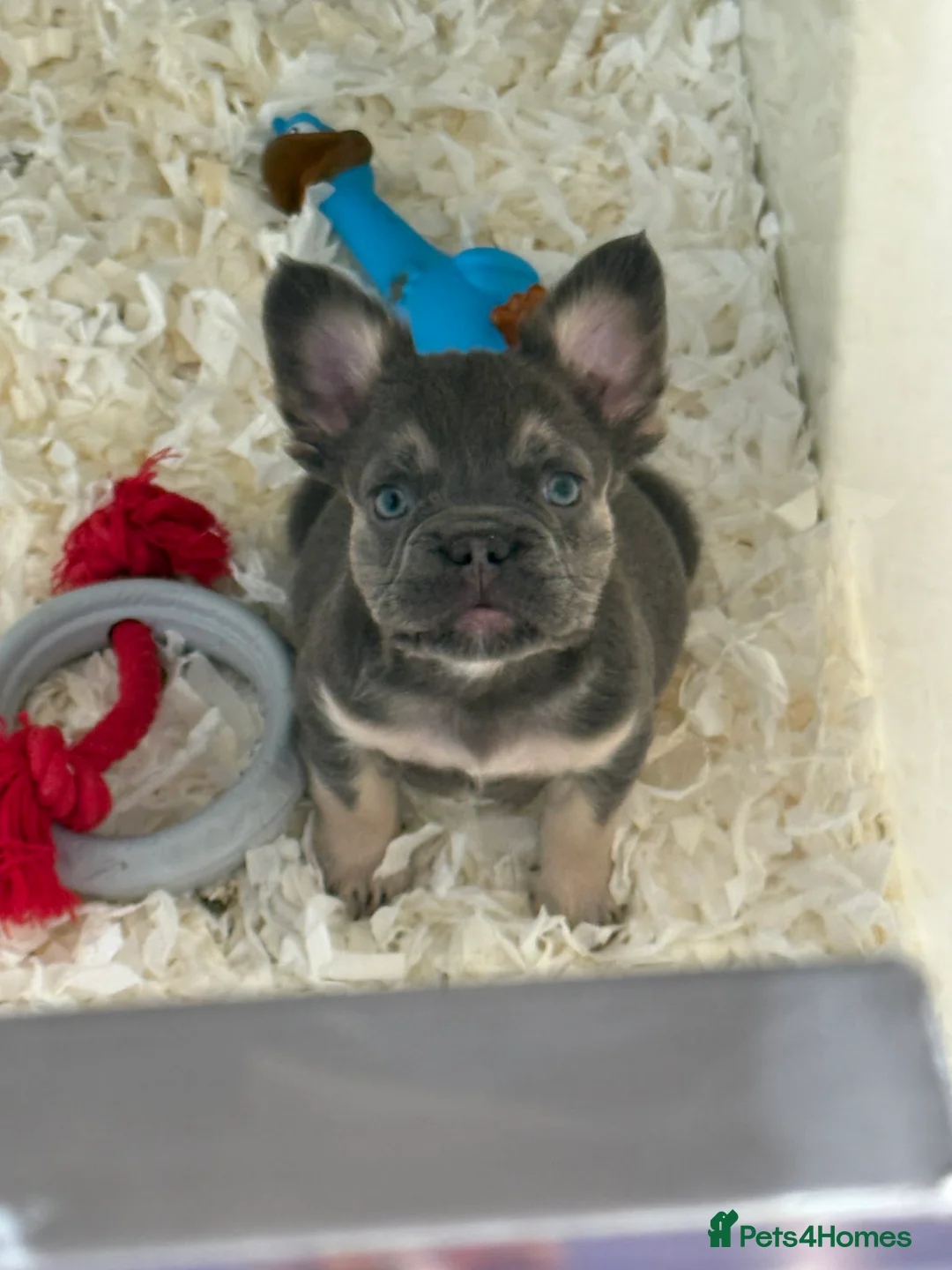 French Bulldog dogs for sale: Stunning Full Fluffy's! 😁 - Advert 2
