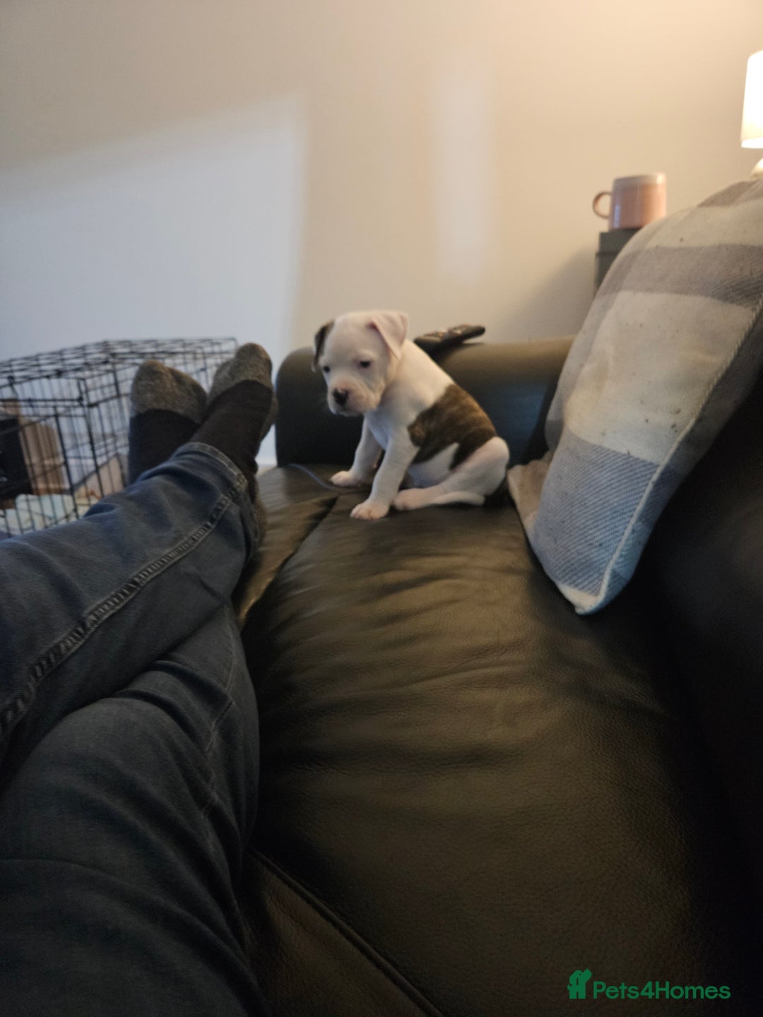 American Bulldog dogs for sale: American bulldog Female  - Image 3