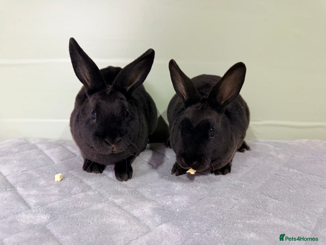 Rex rabbits for sale: Mini Rex's ‼️NOW AVAILABLE ‼️ 9 weeks old  - Advert 4