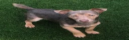 Jackapoo dogs for sale: 4th Gen merle jackapoo puppies (much wenlock)  - Advert 3