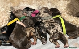 Cockapoo dogs for sale: Cockapoo Puppies for sale - Image 17