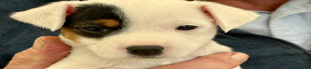 Parson Russell Puppy 4