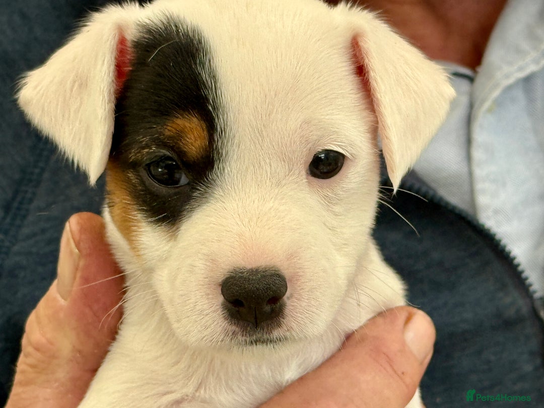 Parson Russell dogs for sale: Kennel Club Parsons Champions - Image 3