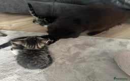 Mixed Breed cats for sale: Kittens  - Image 6