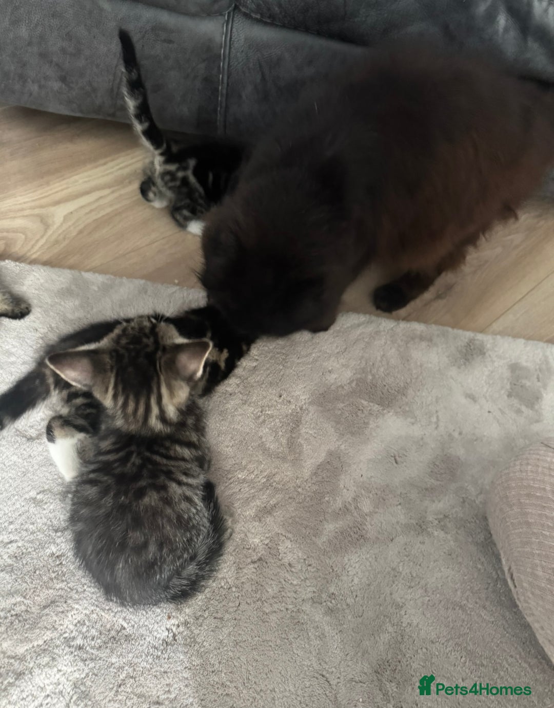 Mixed Breed cats for sale: Kittens  - Image 6