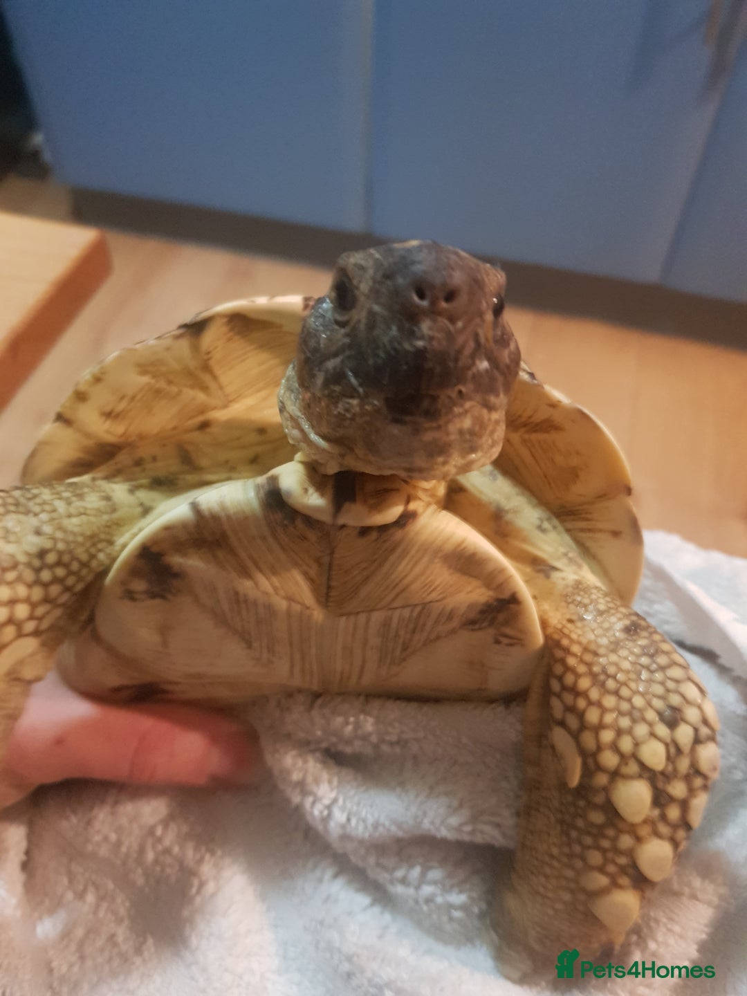 Tortoise reptiles for sale: 11 year old leopard tortoise.  Very friendly  - Advert 1