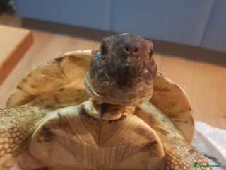 Tortoise reptiles 11 year old leopard tortoise. Very friendly - Advert 1