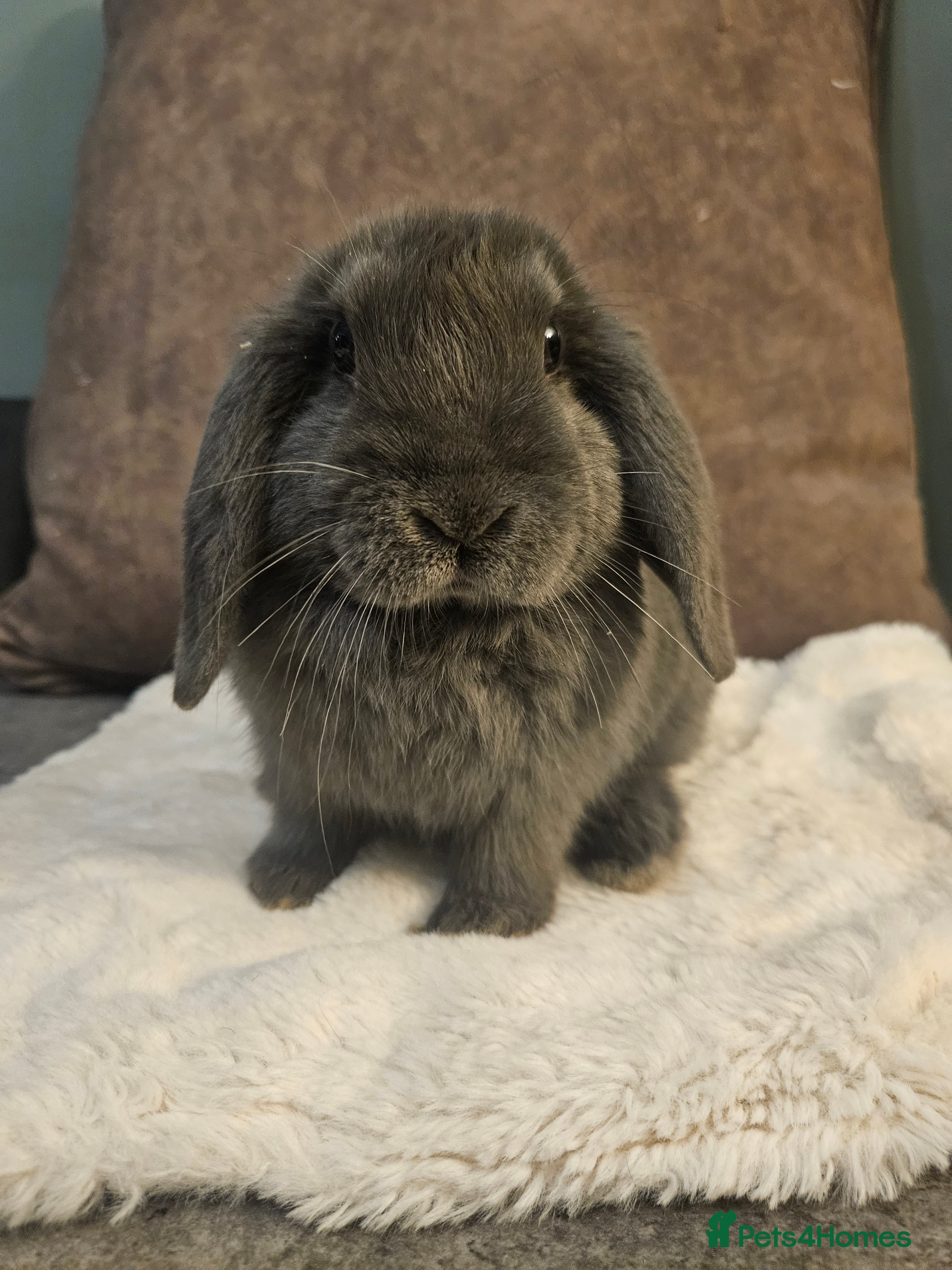 Mixed Breed rabbits for sale: 12  week old mini lop buck - Advert 3