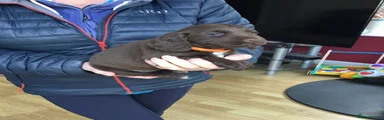Cocker Spaniel 6