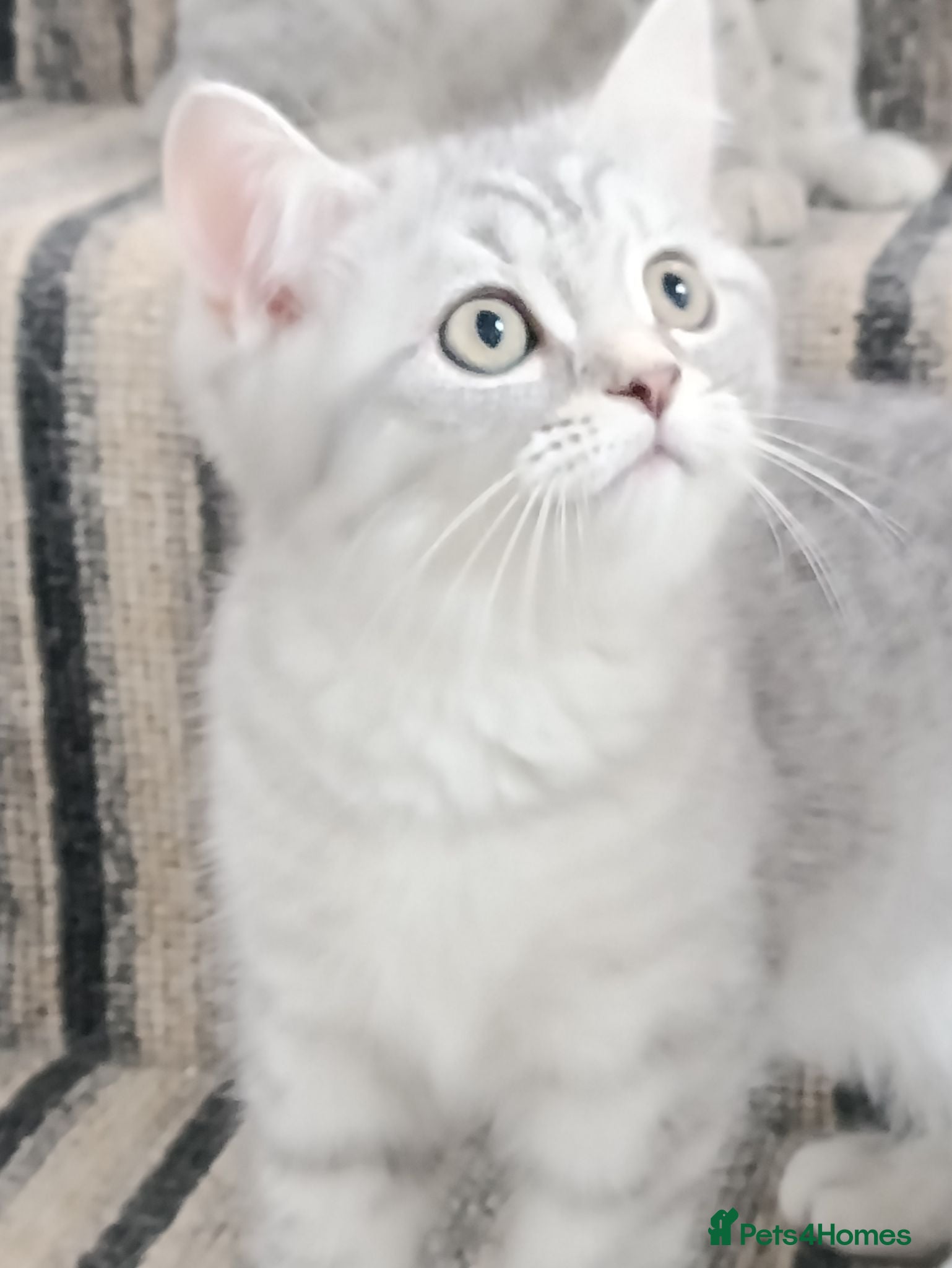 British Shorthair cats British Shorthair kittens  - Advert 2