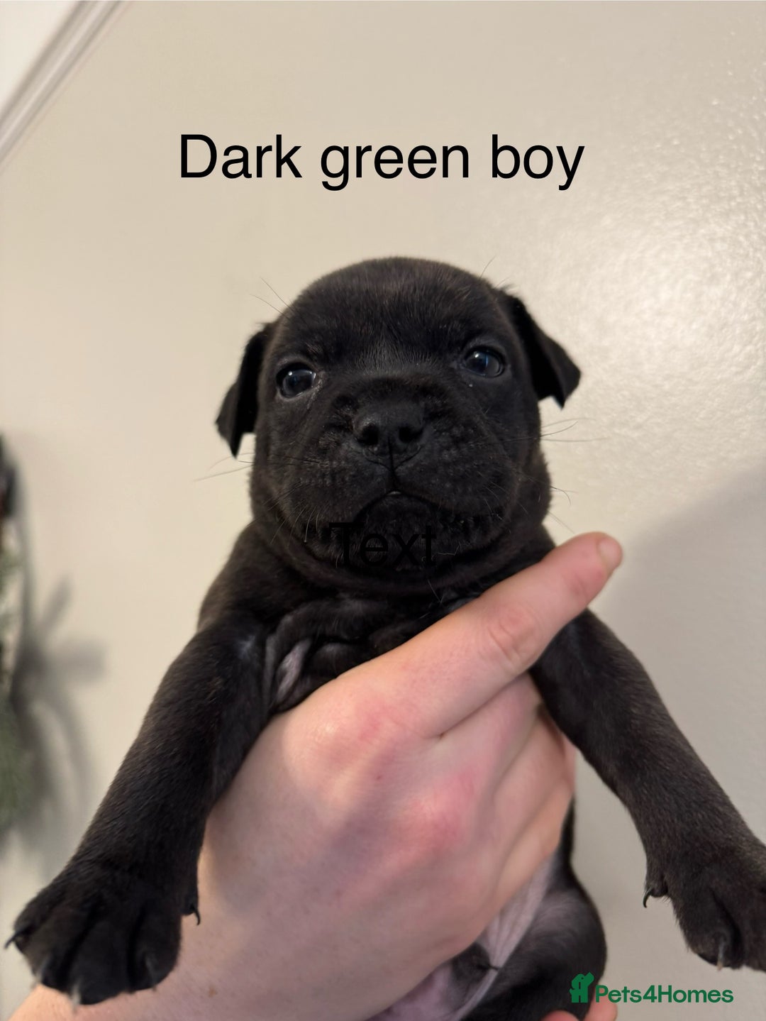 Staffordshire Bull Terrier dogs for sale: KC Staffordshire bull terrier puppies  - Advert 26