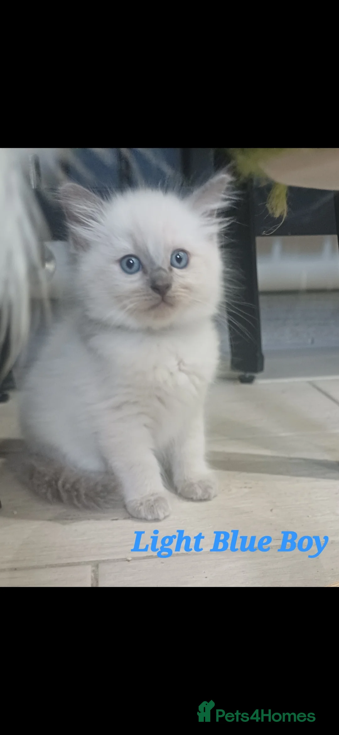 Ragdoll cats for sale: 7 Gorgeous Ragdoll Kittens  - Advert 8