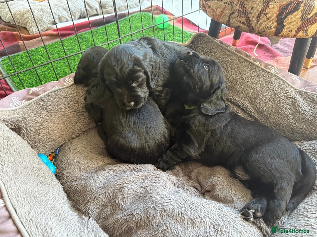 Cocker Spaniel dogs for sale: Black working cocker spaniel puppies   - Advert 6