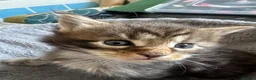 Maine Coon cats for sale: Beautiful Mainecoon kittens - Advert 7
