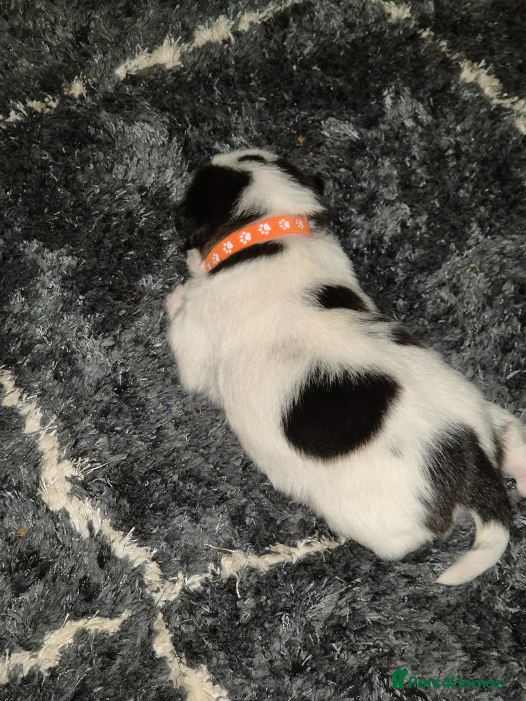 Malshi dogs for sale: 2 female malshi pups  - Advert 5