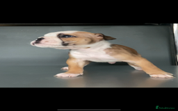 English Bulldog dogs for sale: KC registered English Bulldog Puppies  - Image 18