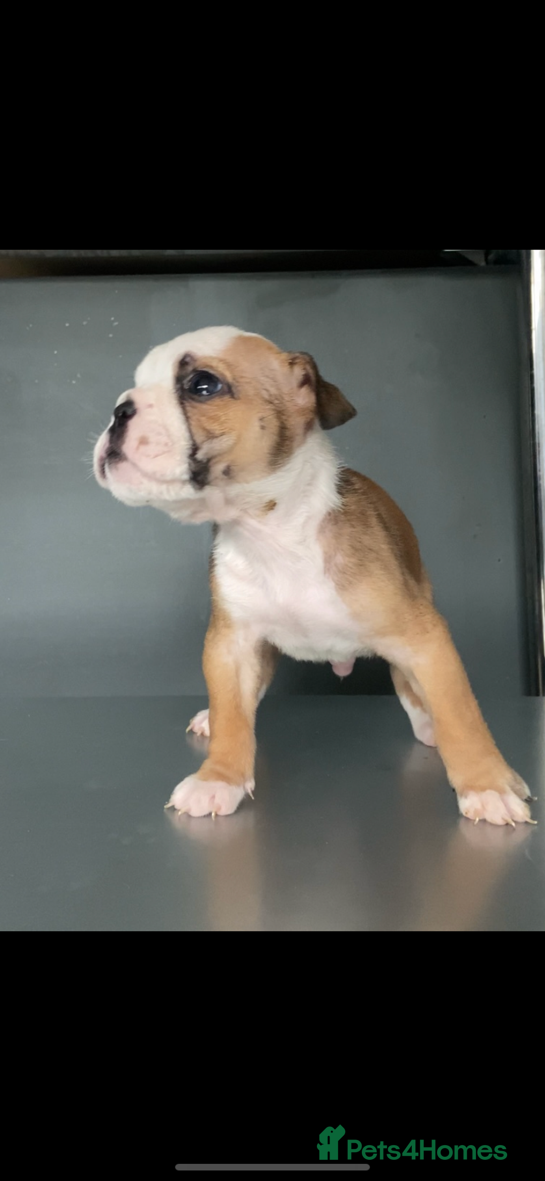 English Bulldog dogs for sale: KC registered English Bulldog Puppies  - Image 18