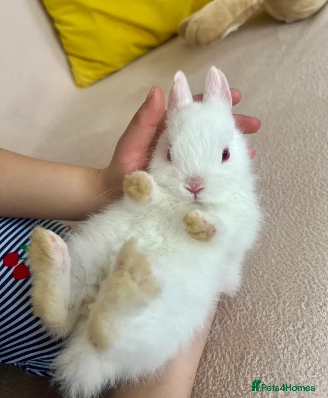 Netherland Dwarf rabbits for sale: White Netherland Dwarf Babies - Advert 2