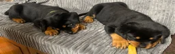 Rottweiler dogs for sale: Rottweiler huge chunky pups ready now 2 girls left - Advert 21
