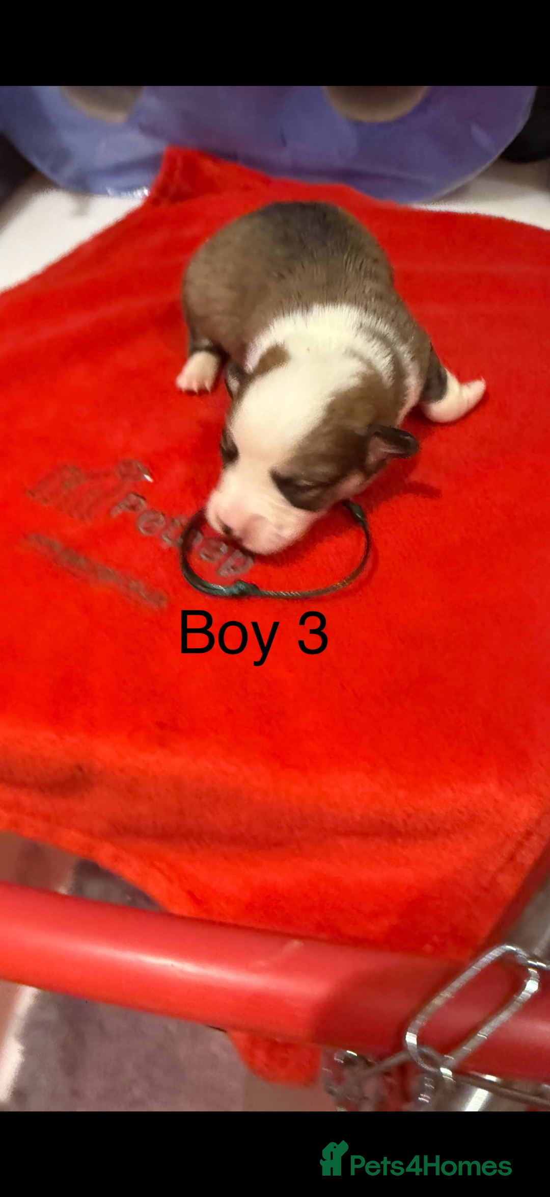 Welsh Corgi Pembroke dogs for sale: Kc reg Pembroke corgi babies available  - Advert 33