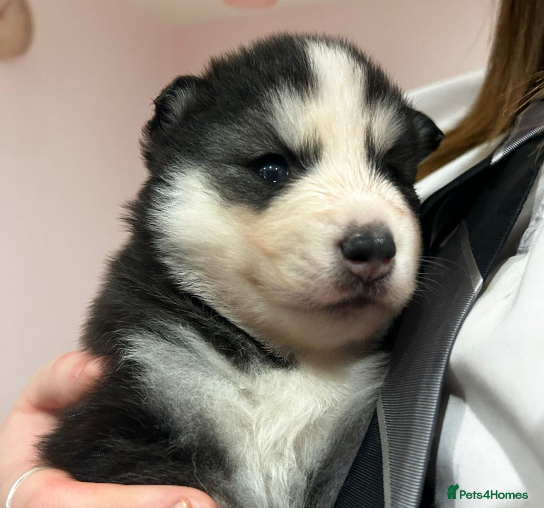 Pomsky dogs for sale: The perfect Blue eyed pomskys  - Advert 2