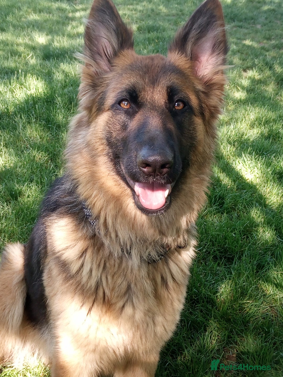 German Shepherd dogs for sale: GERMAN SHEPHERD PUPPIES - Image 4
